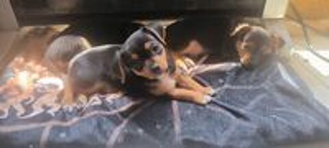   chiots toy chihuahua pinscher  