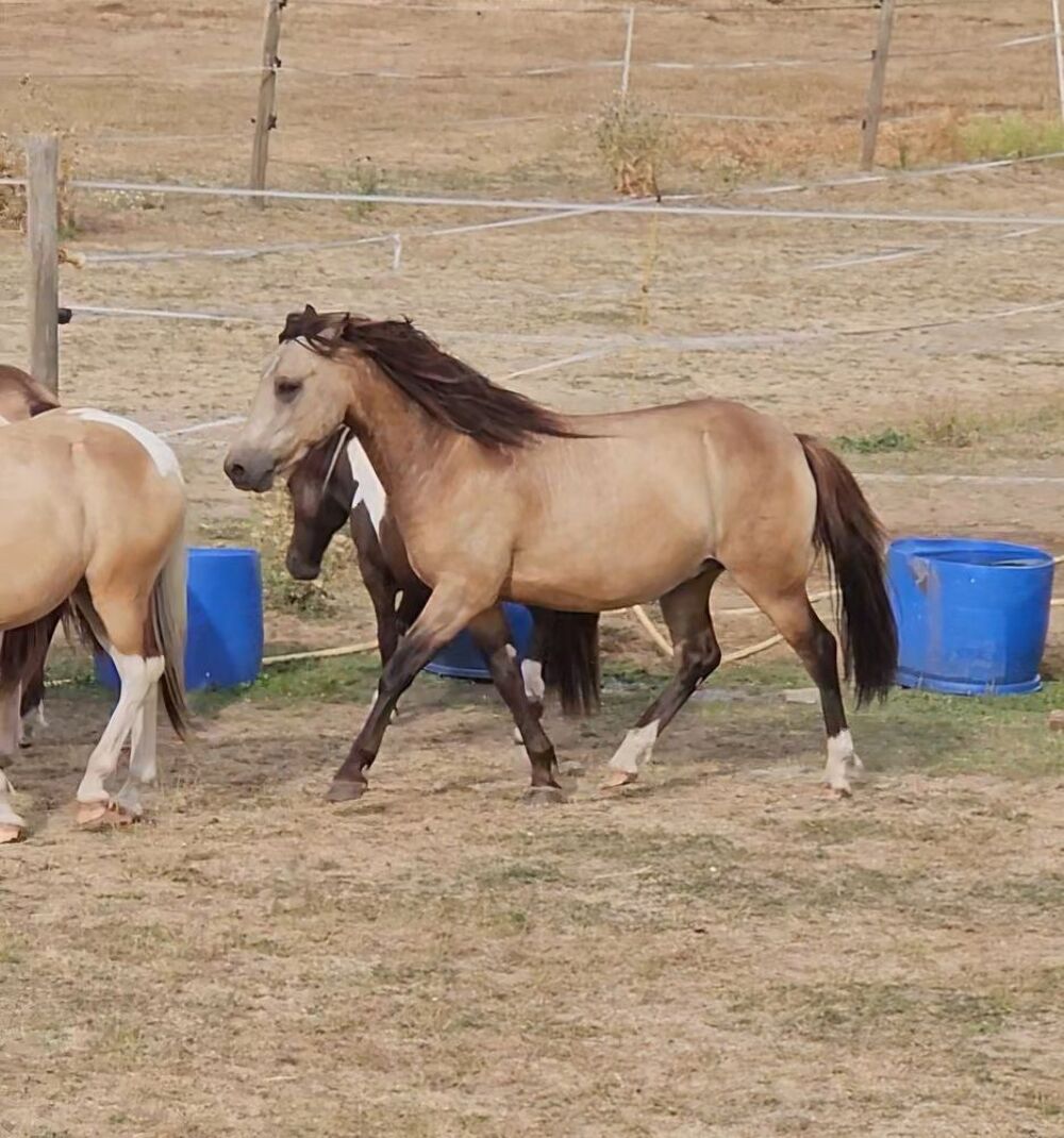   poney B/C isabelle
