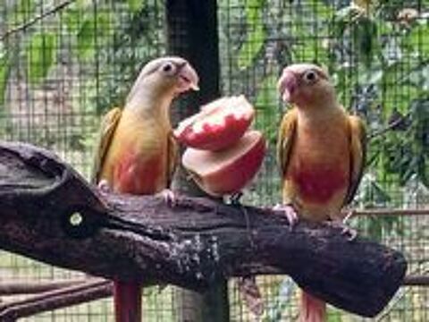   Conures annanas et turquoises  