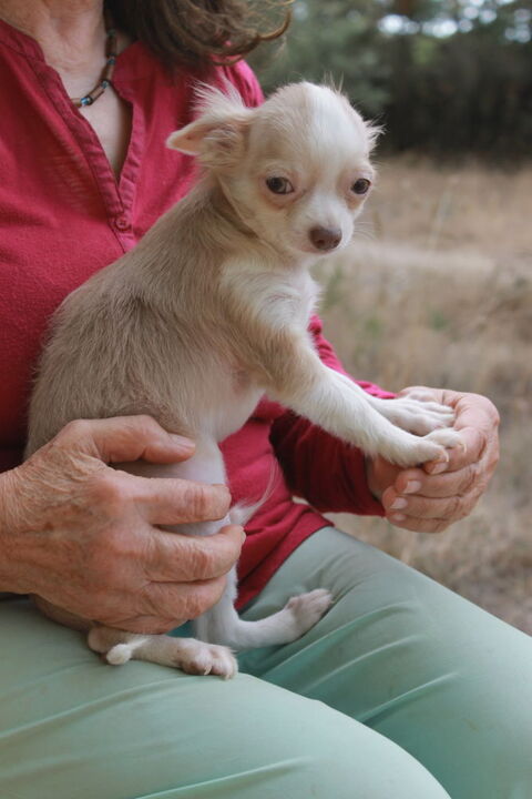 Chihuahua Male poils long 0 13750 Plan-d'orgon