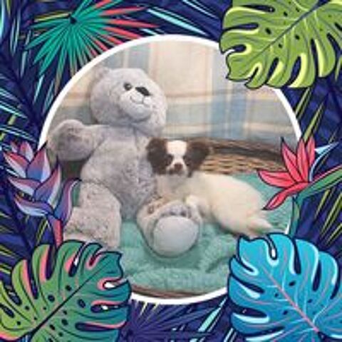   Chiot Chihuahua poils longs mle 