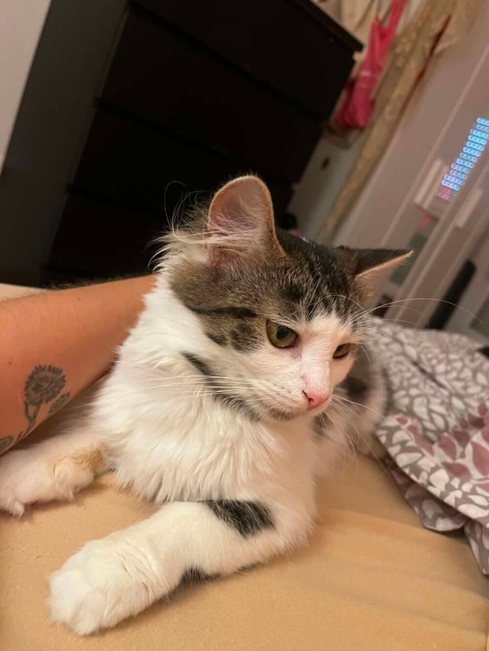   Bulle une jolie chatonne qui saura vous charmer ! 