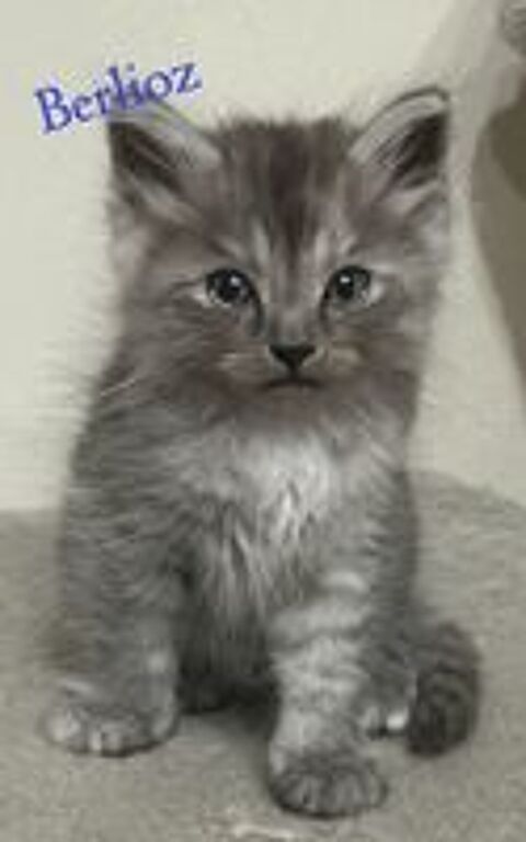   chatons siberien loof 