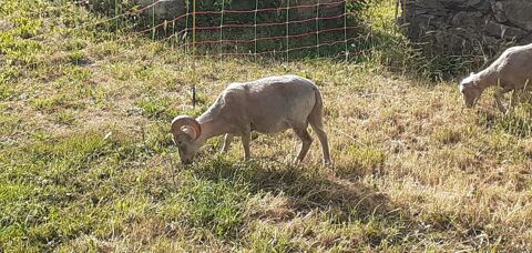 B&eacute;lier ouessant blanc d'1 an,et deux agneaux blancs  0 65400 Argelès-gazost