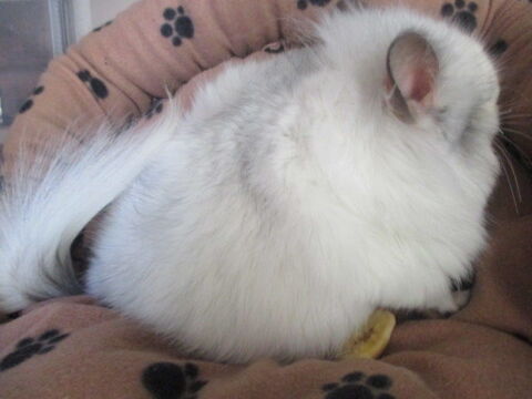 b&eacute;b&eacute;s chinchillas (angora) 65 18340 Levet