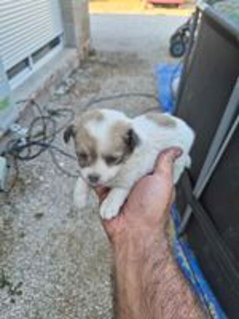   Pincher croisé chihuahua 