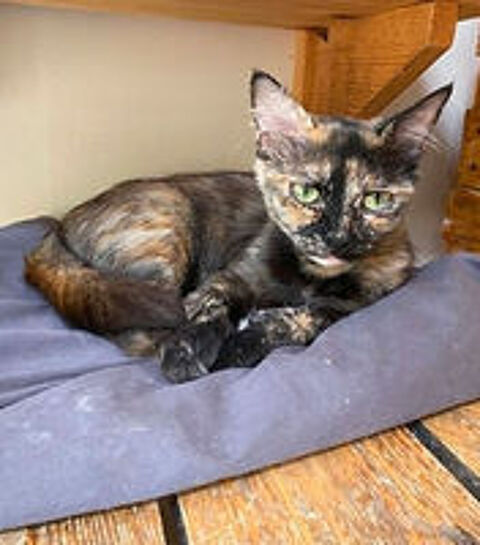   Dulce  