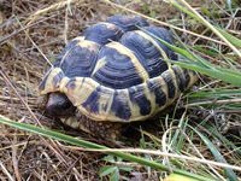   TORTUES DE TERRE 