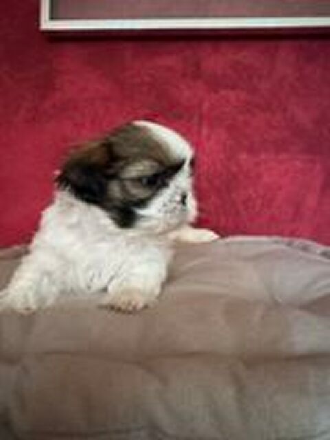   À réserver magnifique petit shih tzu  mâle  