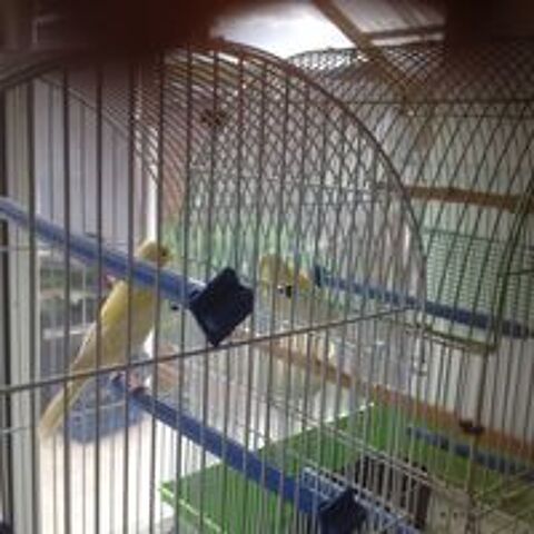   canaris  