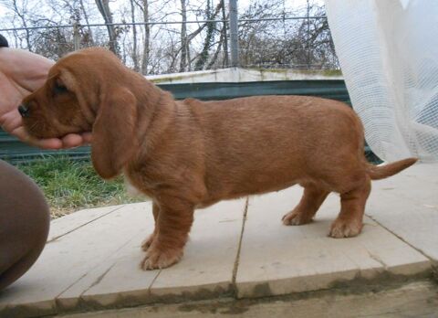Chiots Basset Fauve de Bretagne LOF  disponibles de suite 31350 Blajan