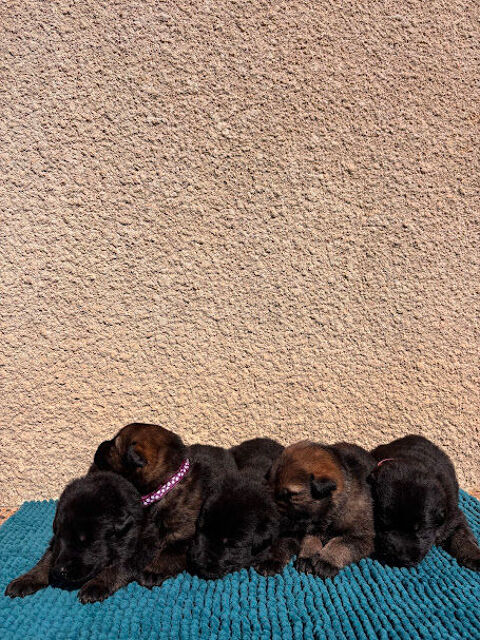 Chiot Berger Allemand Travail LOF 1000 71150 Rully