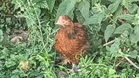   Poussins de 3 mois 