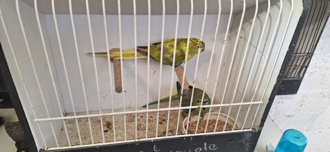 Couple perruche elegante + femelle 50 17700 Surg�res