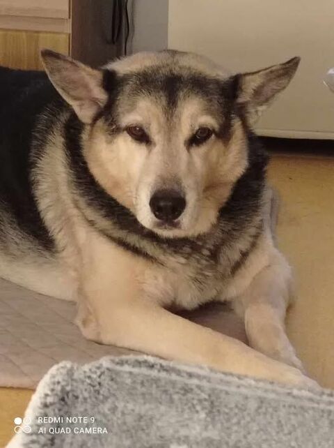 Chien EROS à l adoption 80 26000 Valence