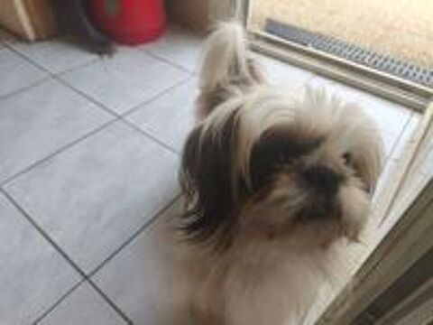   CHIOT SHIH TZU ELEVAGE FAMILIALE  