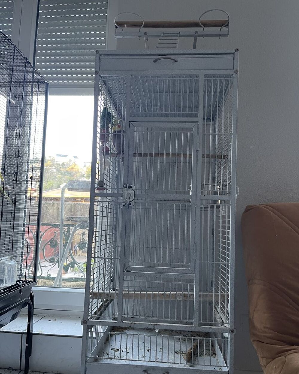   Calopsitte mal + cage 