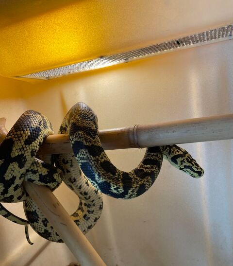 Serpent couple morelia cheynie 50/50 600 30000 Nmes