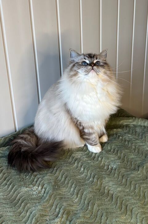 ragdoll 1000 33000 Bordeaux