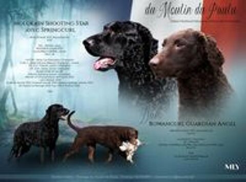   Naissance très rare de retriever à poil bouclé  
