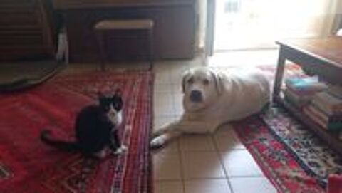   Adorables chatons  