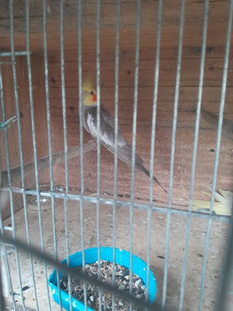 Calopsitte  mâle un an et demie  gris.blancs 20 46150 Saint-denis-catus