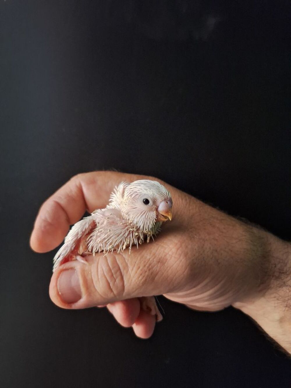   Bébés perruches ondulées  