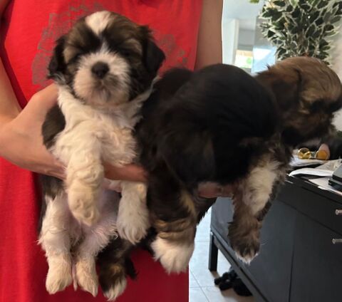 Adorables bébés Shih Tzu  700 34400 Lunel