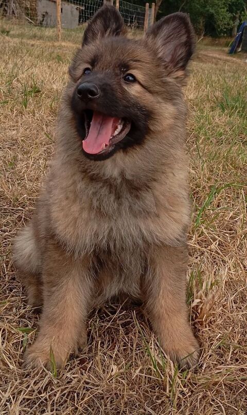 Altdeutscher Schaferhund 900 50670 Le mesnil-gilbert