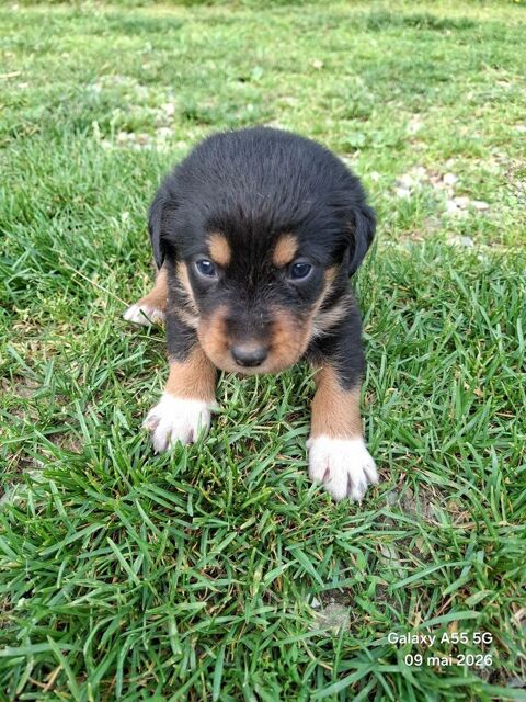 Chiots berger des Alpes et de Savoie  550 38780 Eyzin-pinet