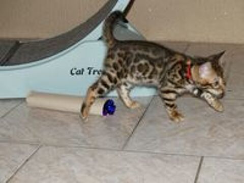   Chaton Bengal loof  