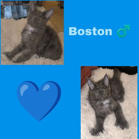 Maine coon LOOF  1650 77460 Souppes-sur-loing