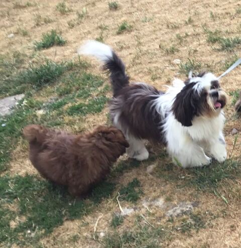 Shih tzu 8mois 86220 Les ormes