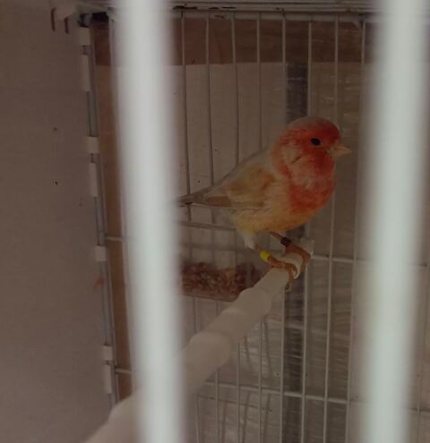 Mal canari 77 25 77600 Bussy-saint-georges