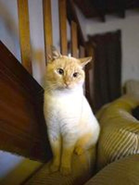   Minou chat roux et crème 