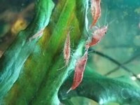   Crevettes red cherry  