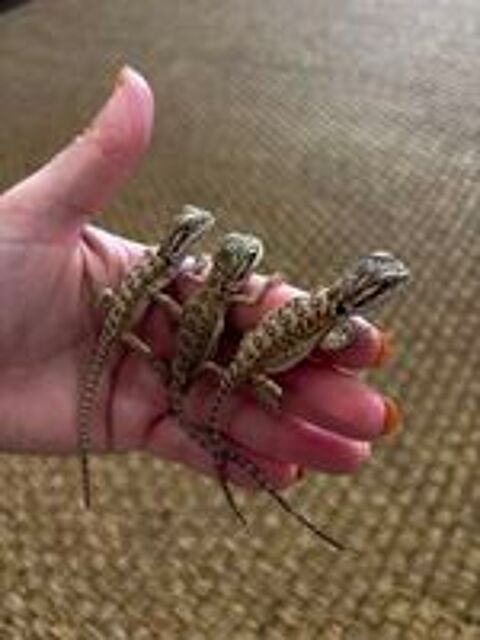   POGONA VITTICEPS 