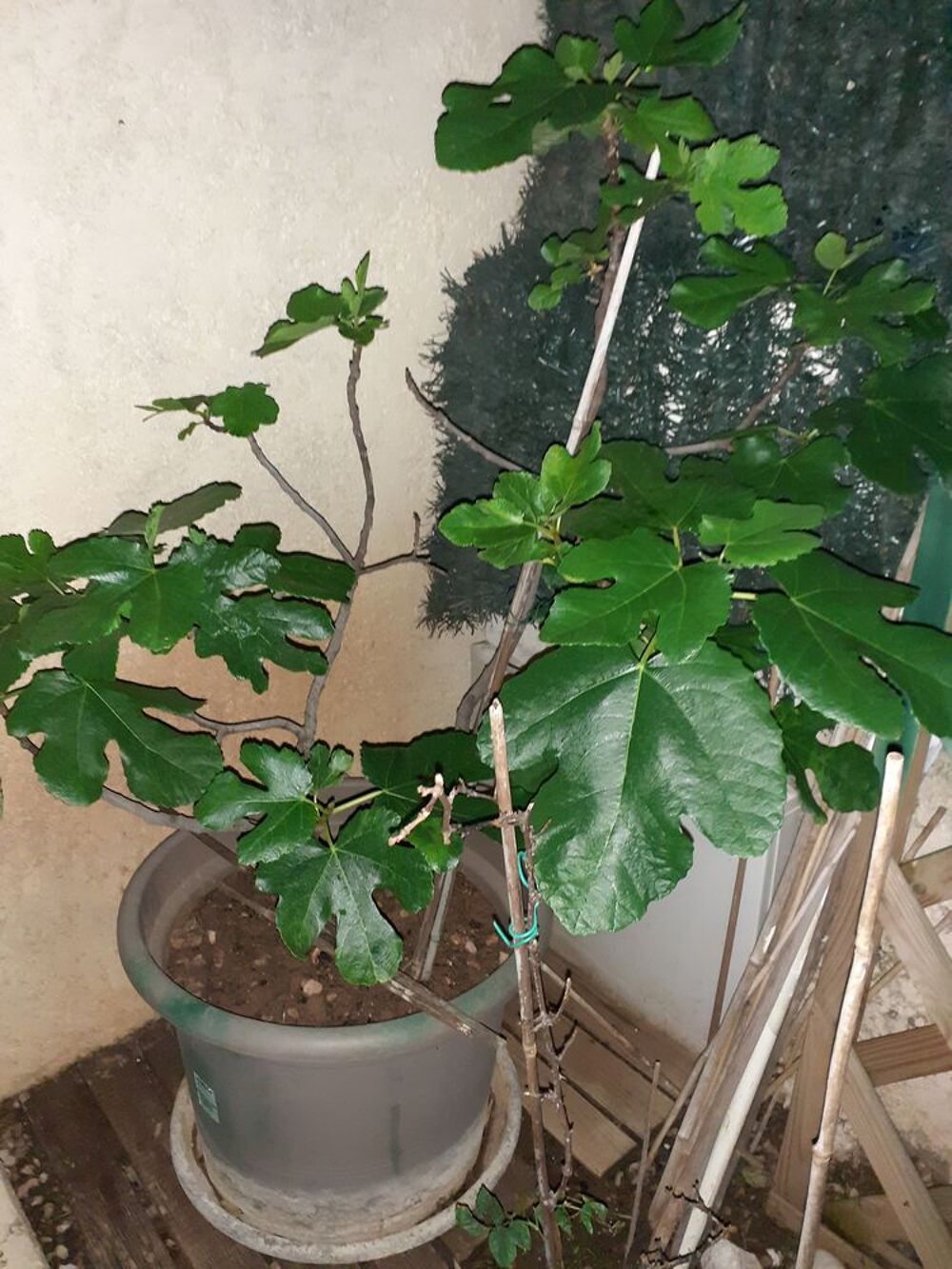 Figuiers en pot de 15 /20litres Jardin