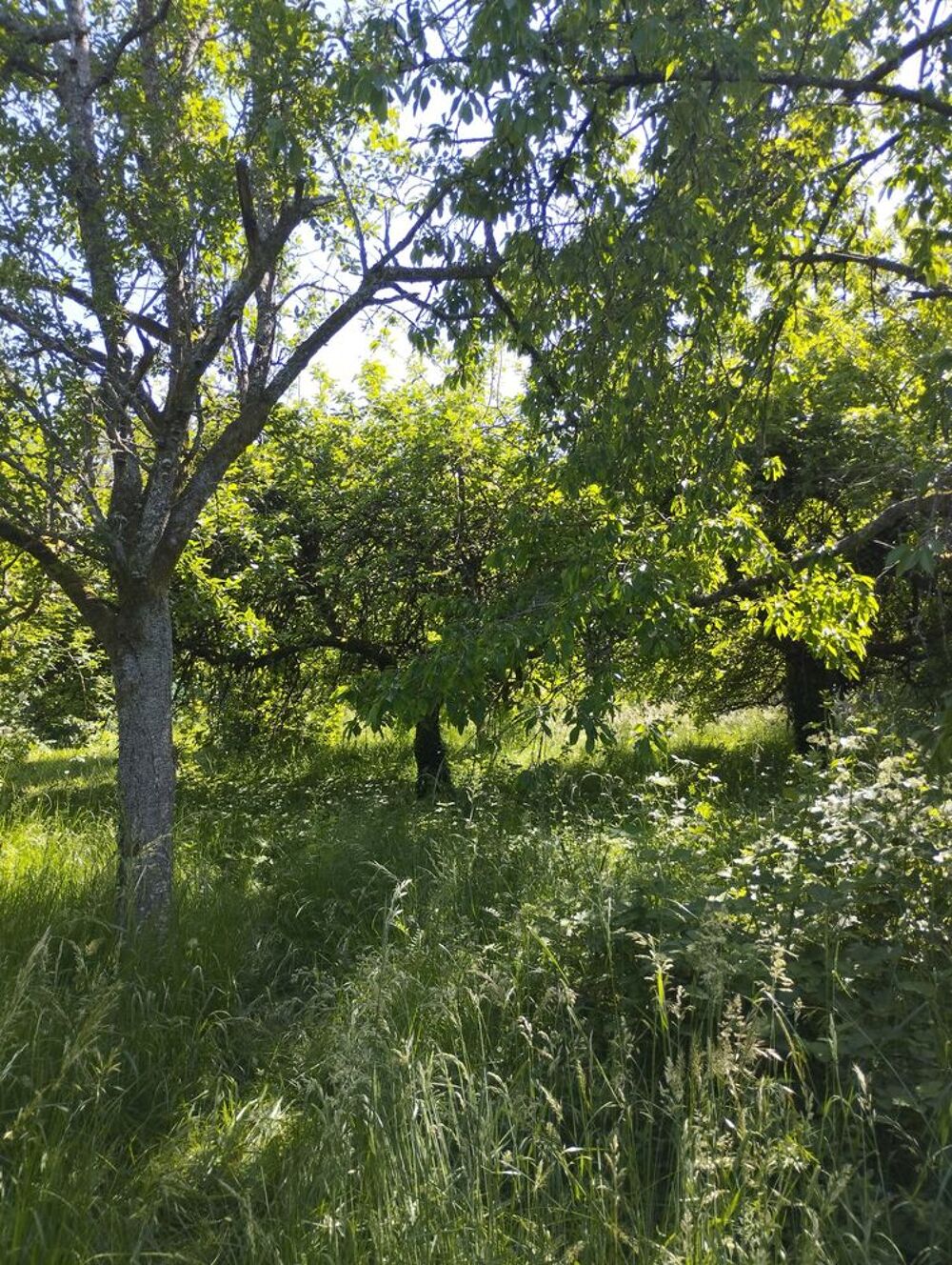 Vente Terrain Terrain de loisirs 1109 m² avec cabanon ? Mont Olympe Charleville-mézières