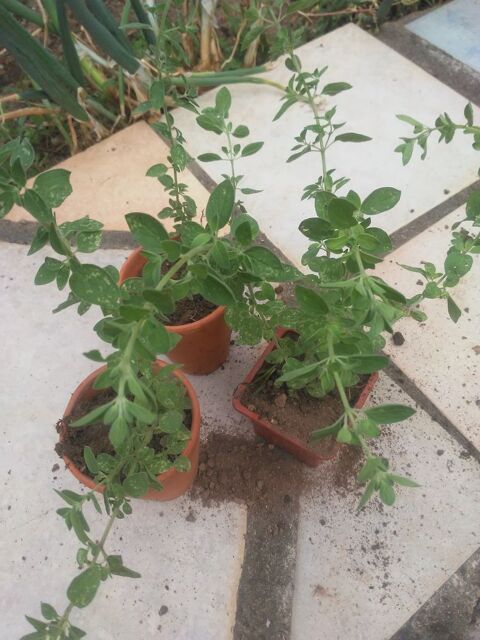 Plantes 1 Meynes (30)