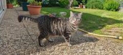   Violette chatte calme et caline cherche panier retraite 