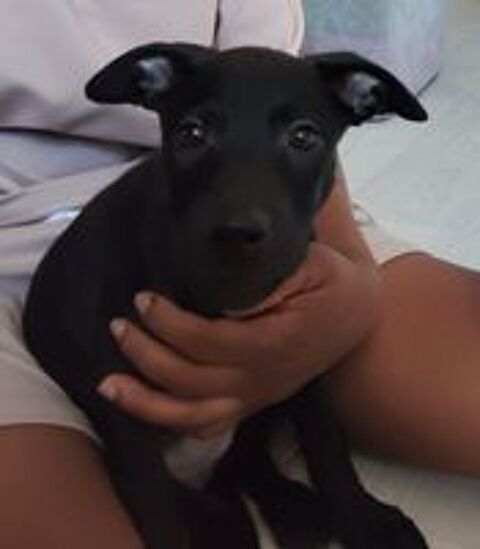   Sky, 2 mois,cherche de bons adoptants  