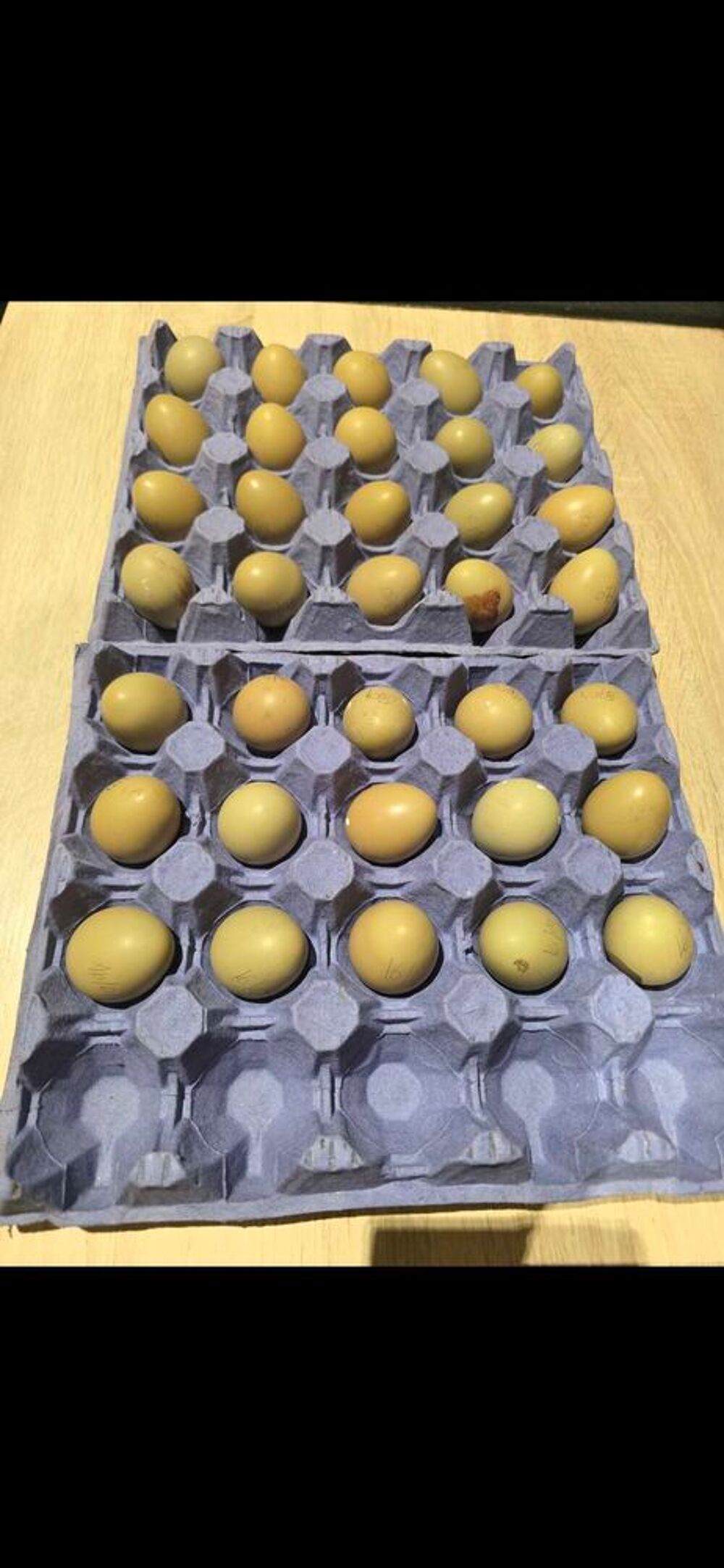 oeufs de faisan Jardin