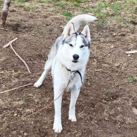 SOVA &agrave; l'adoption 200 26100 Romans-sur-isÃ¨re