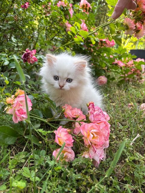 6 adorables chatons british longhair  1200 83210 Sollis-toucas