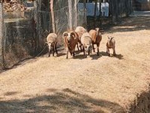   Mouton camerounais 