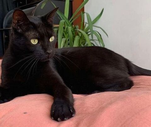 CAVIAR CHAT NOIR 2 ANS 195 92260 Fontenay-aux-roses
