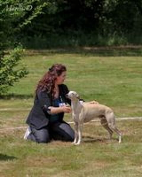   Arlen, chien Lévrier Whippet, disponible pour saillie 