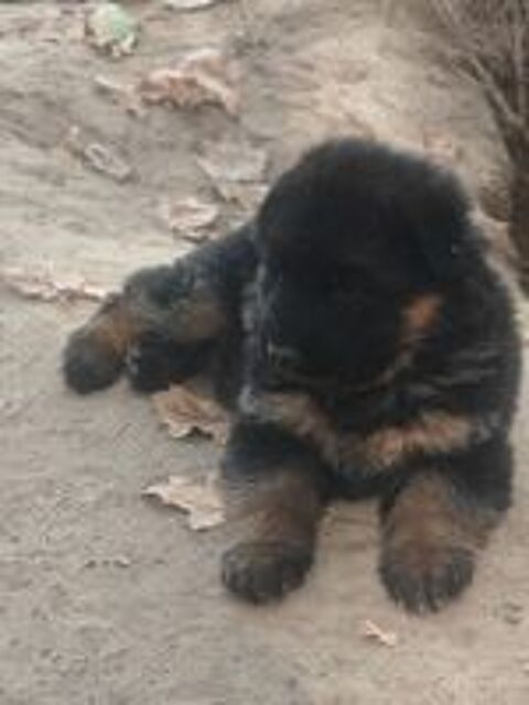   CHIOT BERGER ALLEMAND GRANDE GABARIE POILS LONGS 