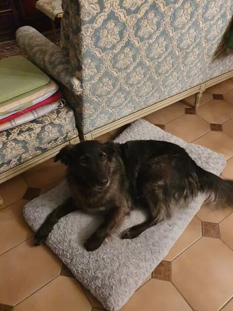 Chien JADE à l adoption 80 07340 Andance